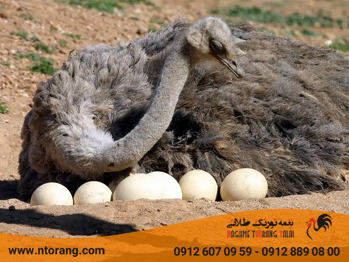 اشتباهات پرورش دهندگان در آماده کردن شترمرغ تخمگذار