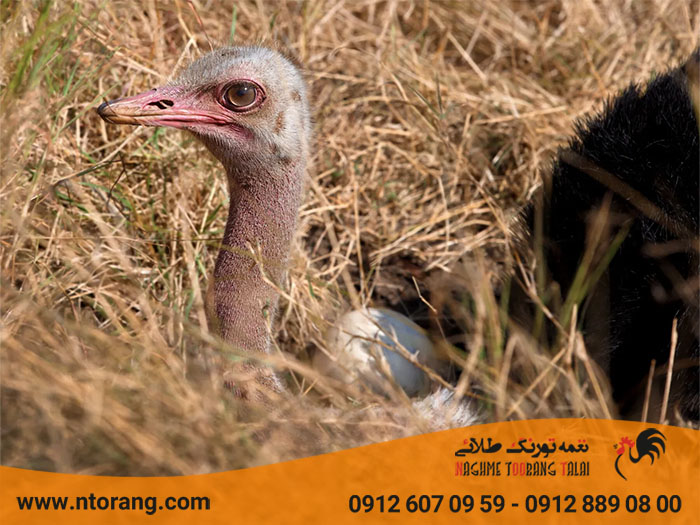 آماده کردن شترمرغ تخمگذار