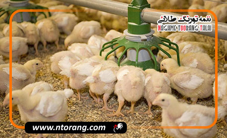 صادرات جوجه گوشتی به افغانستان؛ فرصتی نو در بازار منطقه