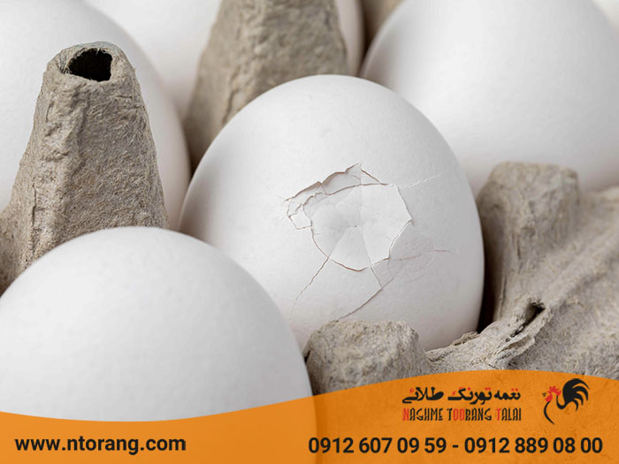 علت ترک خوردن تخم مرغ