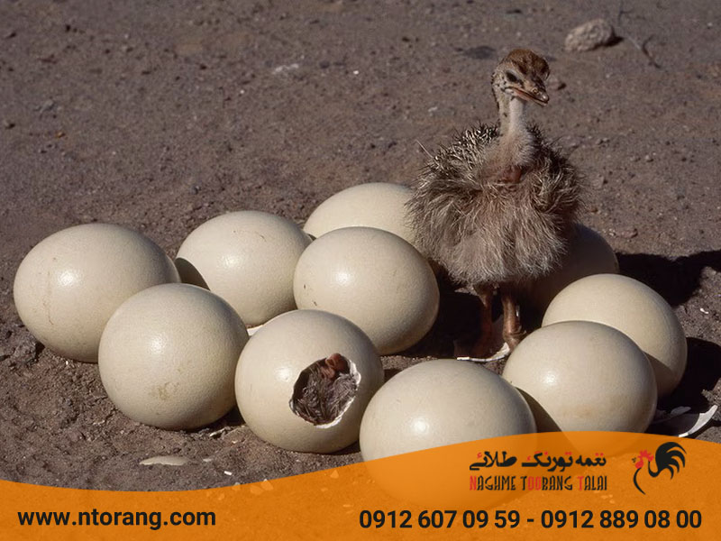 افزایش باروری در شترمرغ