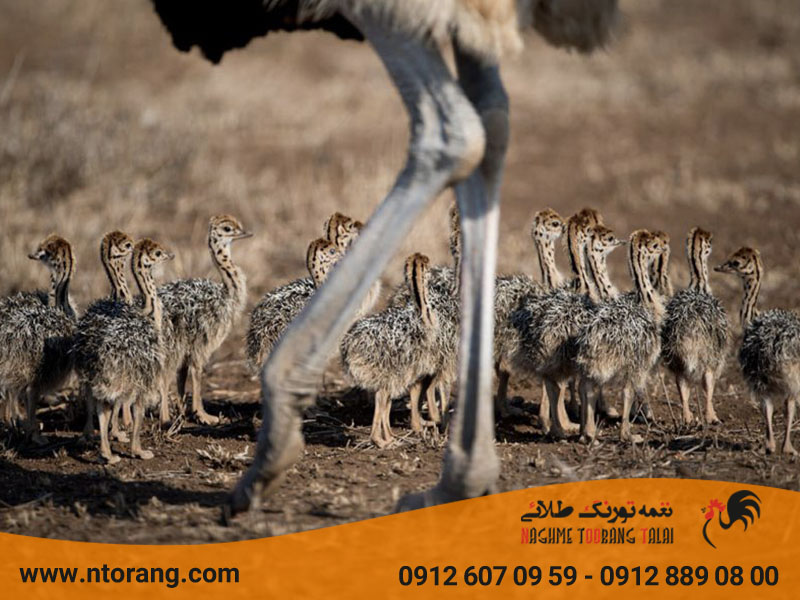 بالا بردن باروری شترمرغ
