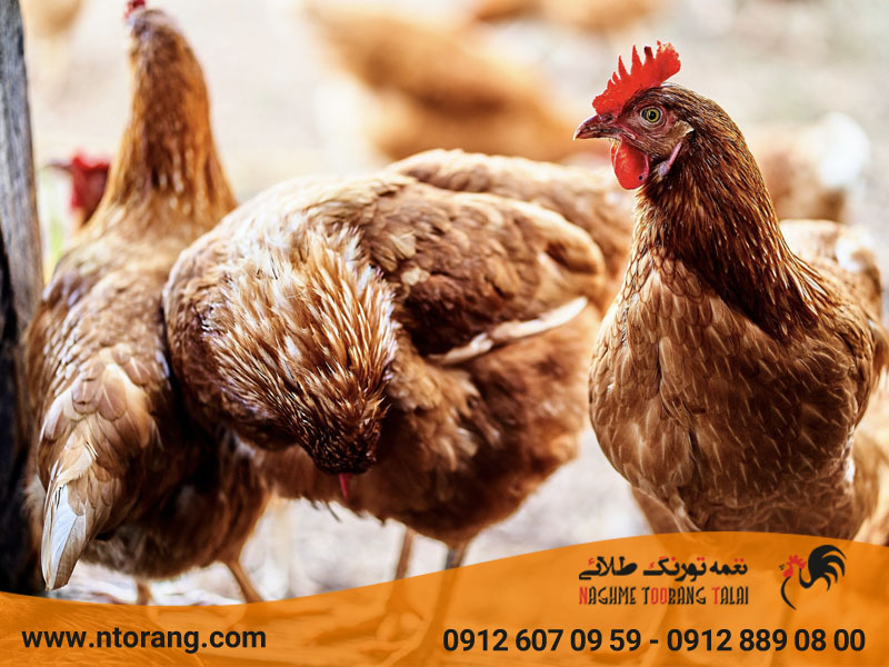 میزان نیاز طیور به ویتامین E