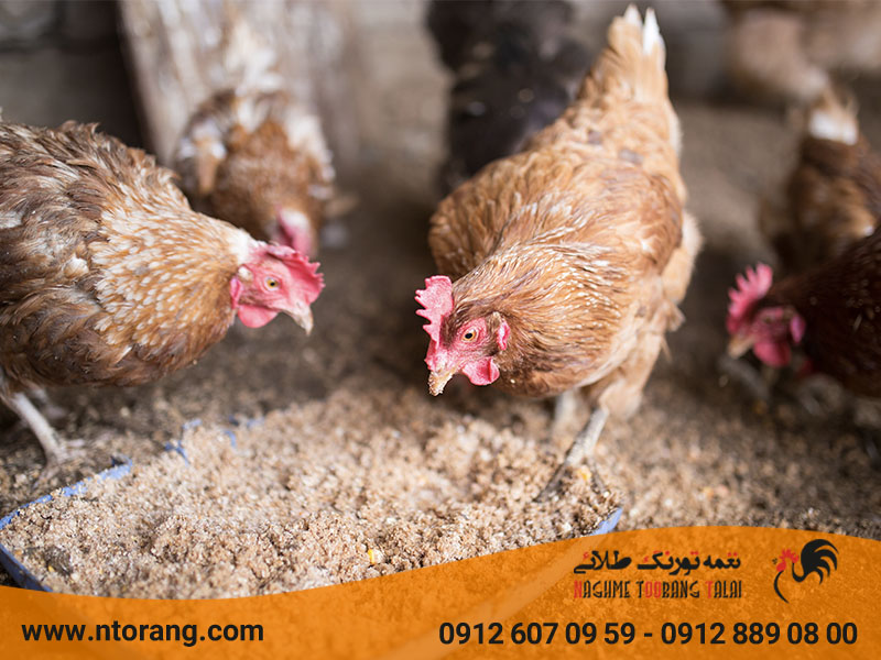 تاثیر دانه های غنی شده بر کیفیت گوشت طیور