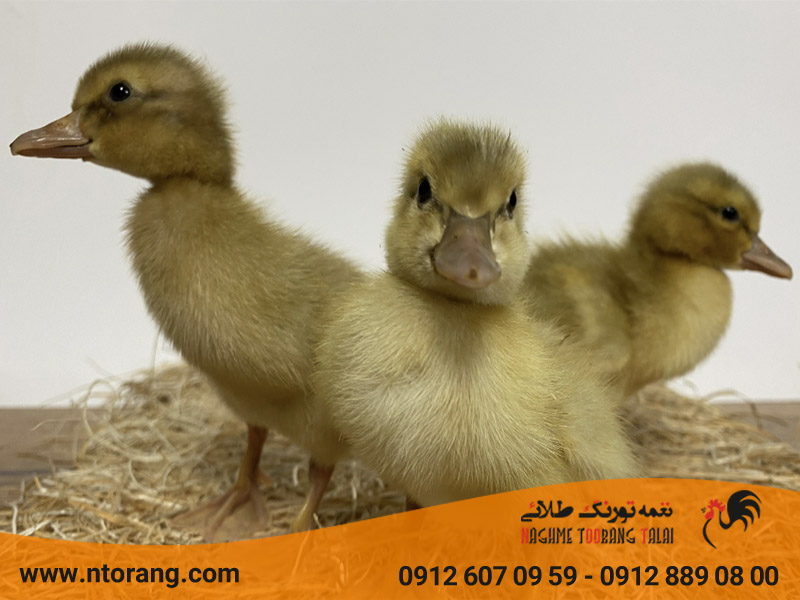مراحل پرورش جوجه اردک