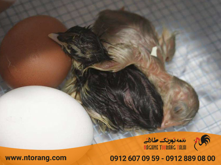 چالش های پرورش جوجه یکروزه
