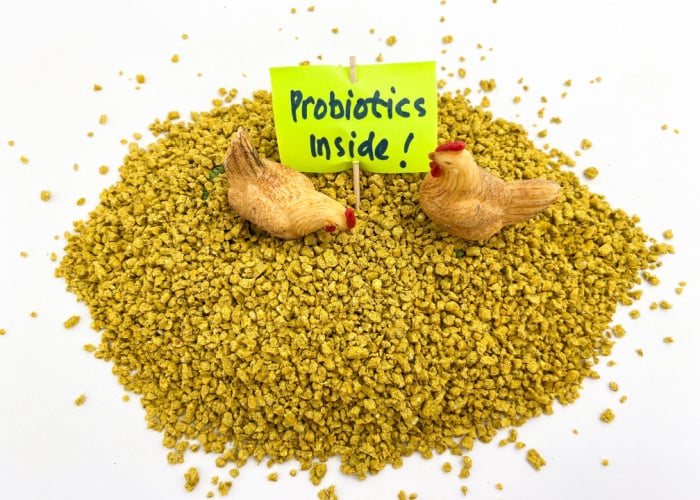 پروبیوتیک در جیره غذایی طیور