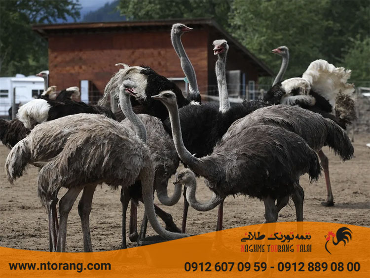 واکسن های مورد نیاز در دوره پرورش شترمرغ