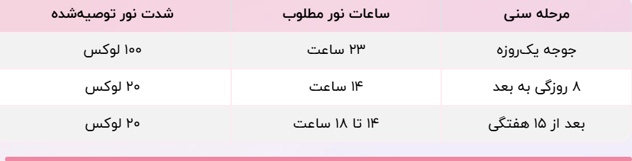 اهمیت نور در پرورش بوقلمون ها