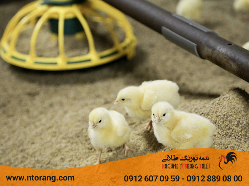 تأثیر منابع گیاهی بر کیفیت محصولات طیور