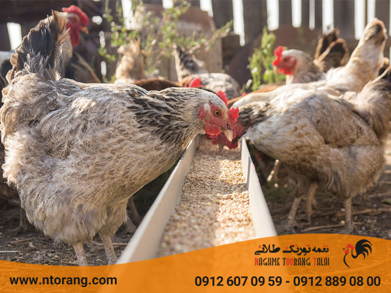 تأثیر مکمل های معدنی بر طیور گوشتی