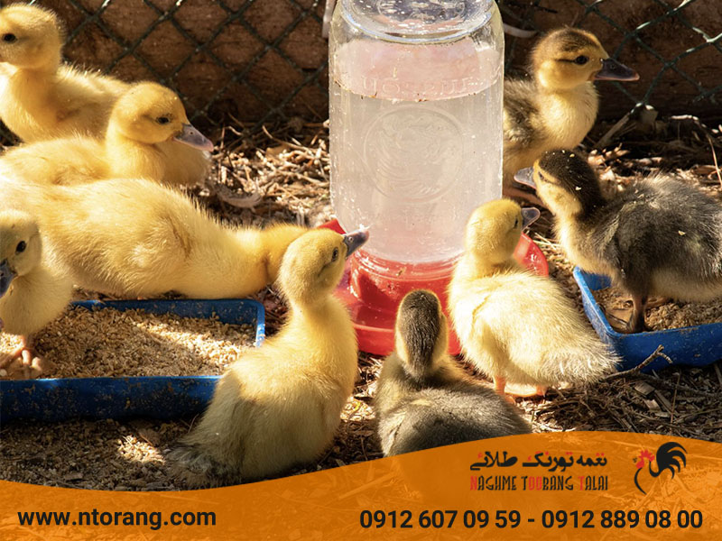 دلایل مرگ و میر جوجه اردک‌