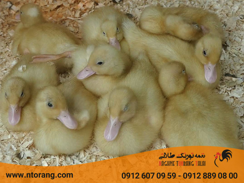 جوجه اردک یک روزه