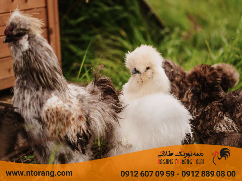 تکثیر و تولید مثل مرغ ابریشمی