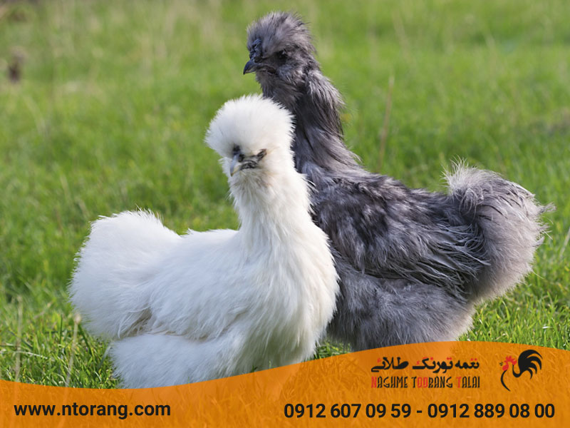 نحوه پرورش مرغ ابریشمی