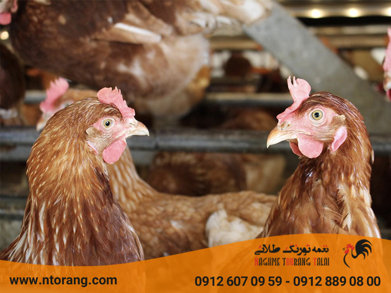 رفتار شناسی مرغ ها