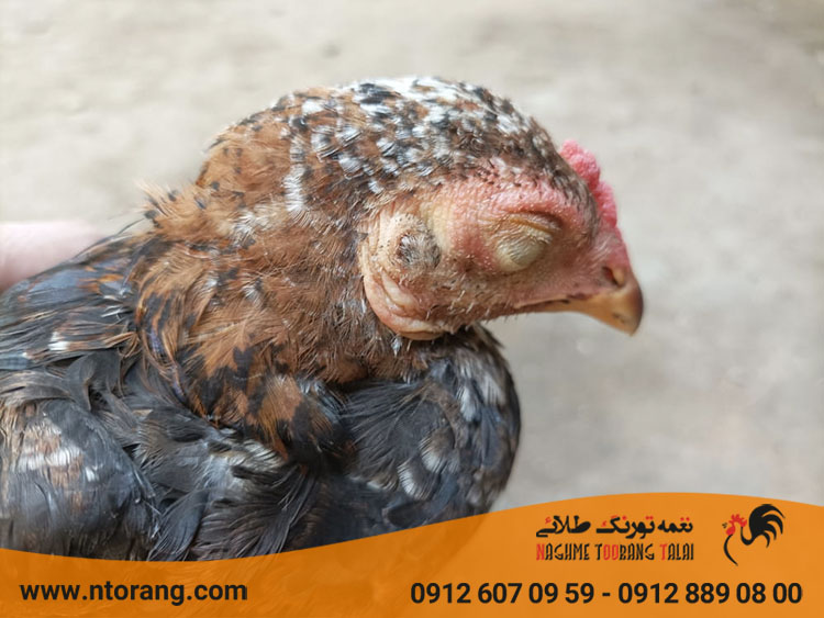 علت تورم چشم مرغ