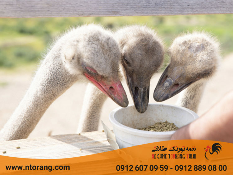 تغذیه در پرورش شترمرغ ها