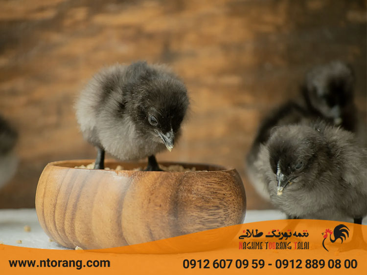 تغذیه جوجه ها در هفته اول