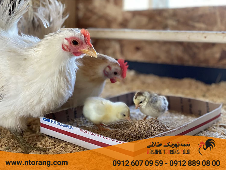 تغذیه جوجه ها در هفته سوم