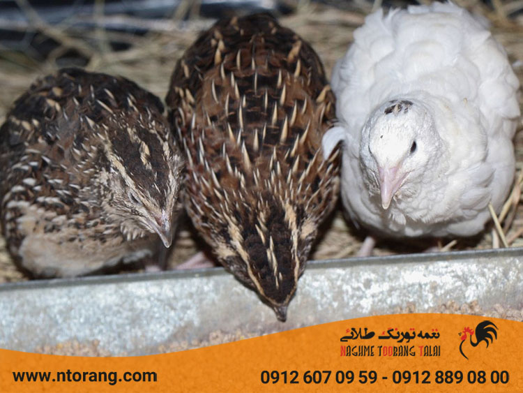 سلامت دستگاه گوارش طیور