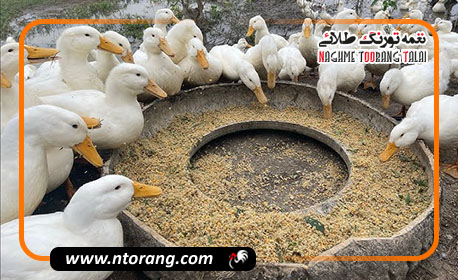 بهبود کیفیت گوشت اردک با استفاده از مکمل های غذایی طبیعی