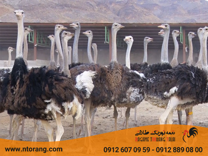 نکات مراقبت در پرورش شترمرغ