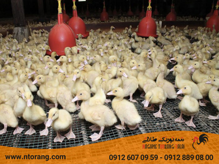 نکات مهم پرورش جوجه اردک