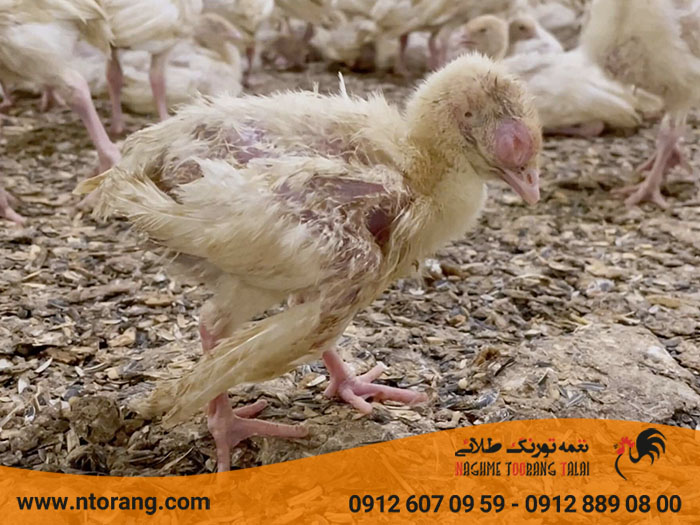 کاهش تلفات جوجه بوقلمون
