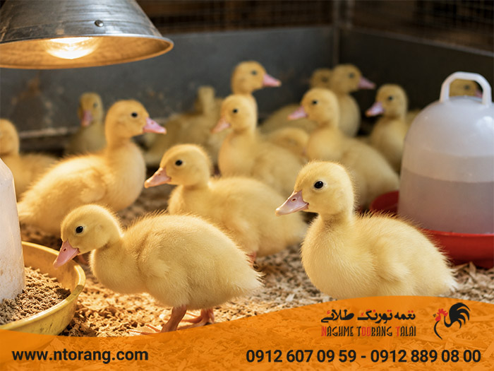 نکات پرورش اردک در هفته های اول