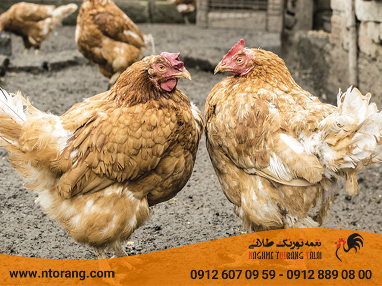 چرا مرغ ها به هم نوک میزنند