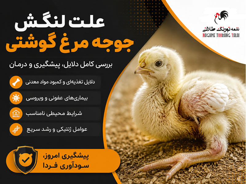 علت لنگش جوجه گوشتی