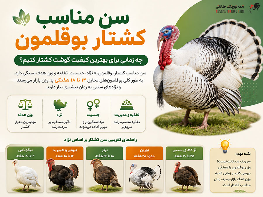 بهترین سن کشتار بوقملون