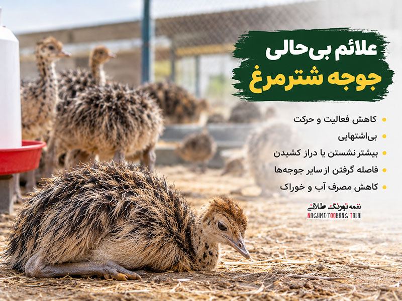 چرا جوجه شترمرغ بی حال شده