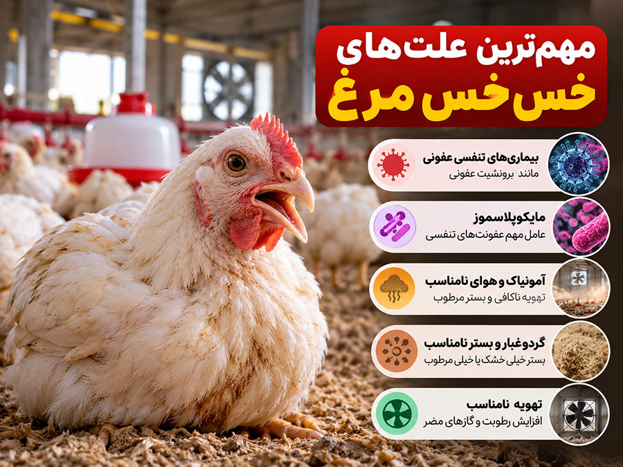 دلیل خس خس مرغ چیست