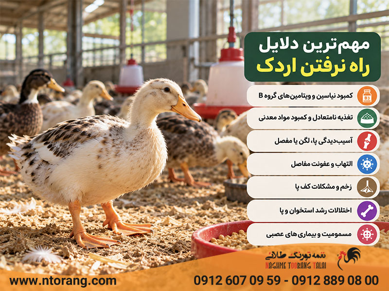 دلیل راه نرفتن اردک چیست