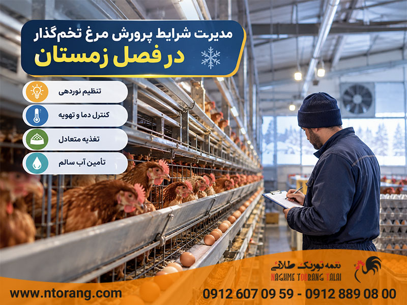 شرایط تخمگذاری مرغ در زمستان