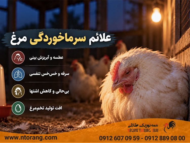 نشانه های سرما خوردن مرغ