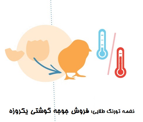 فروش جوجه یکروزه گوشتی 