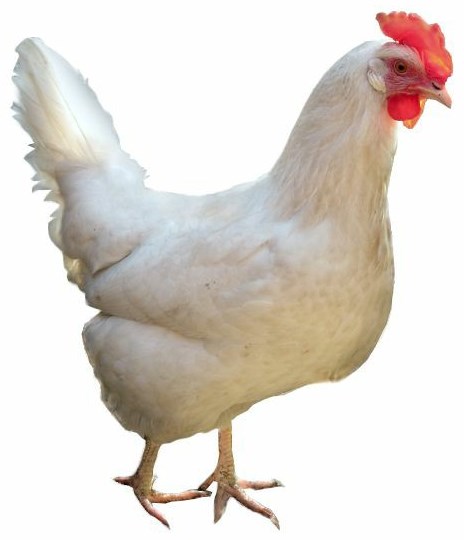 مرغ تخمگذار لگهورن