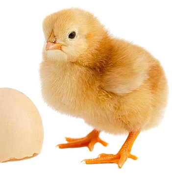 جوجه یک روزه گوشتی نژاد آرین