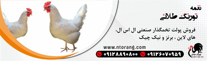 فروش پولت تخم گذار صنعتی