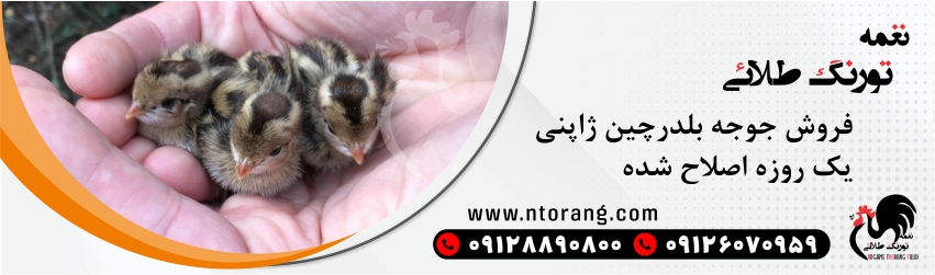 خرید جوجه بلدرچین ژاپنی
