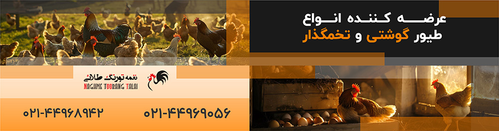 فروش مرغ تخمگذار صنعتی