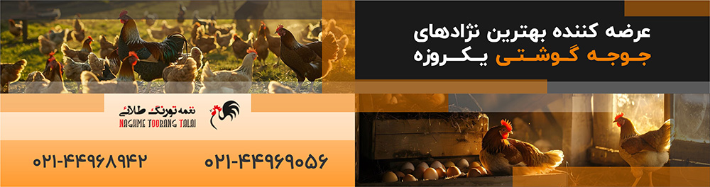 فروش جوجه یک روزه گوشتی به قیمت اتحادیه