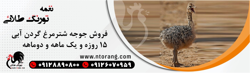 فروش شترمرغ در سنین مختلف