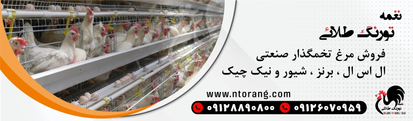 فروش مرغ تخم گذار صنعتی