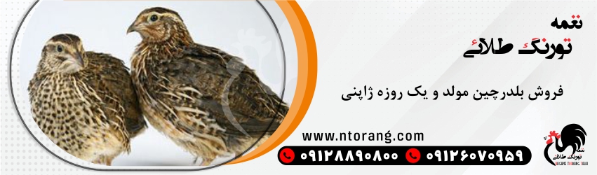 فروش جوجه بلدرچین
