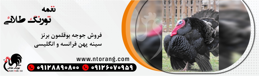 فروش جوجه بوقلمون برنز