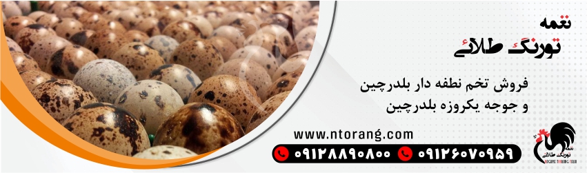  جوجه بلدرچین یک روزه
